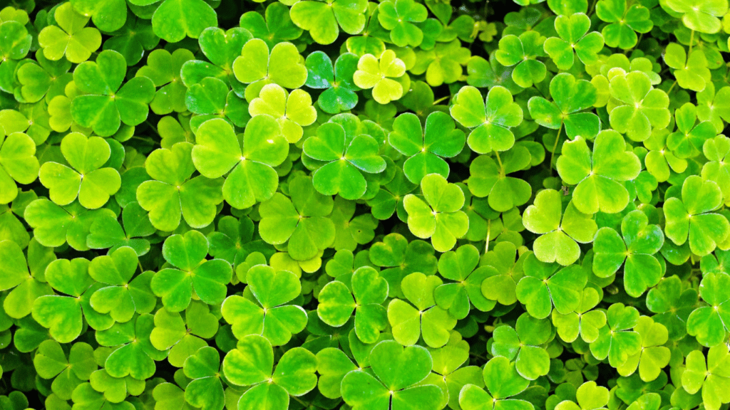 four-leaf clovers