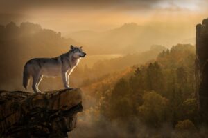 what is foxtpax software python