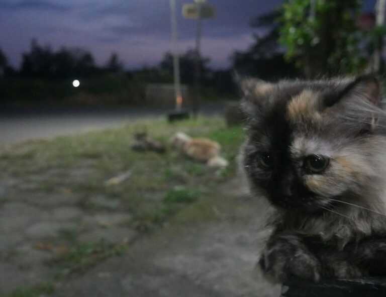 is popguroll popular pc game