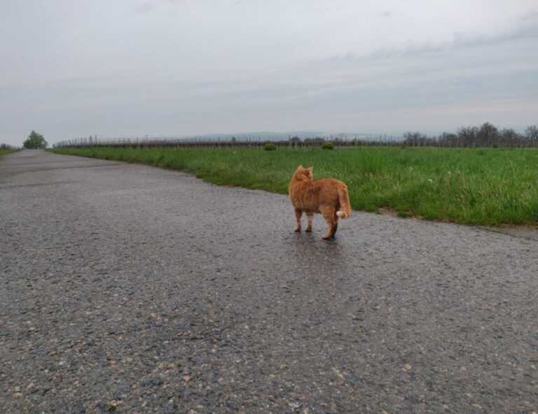 python software issue 0297xud8