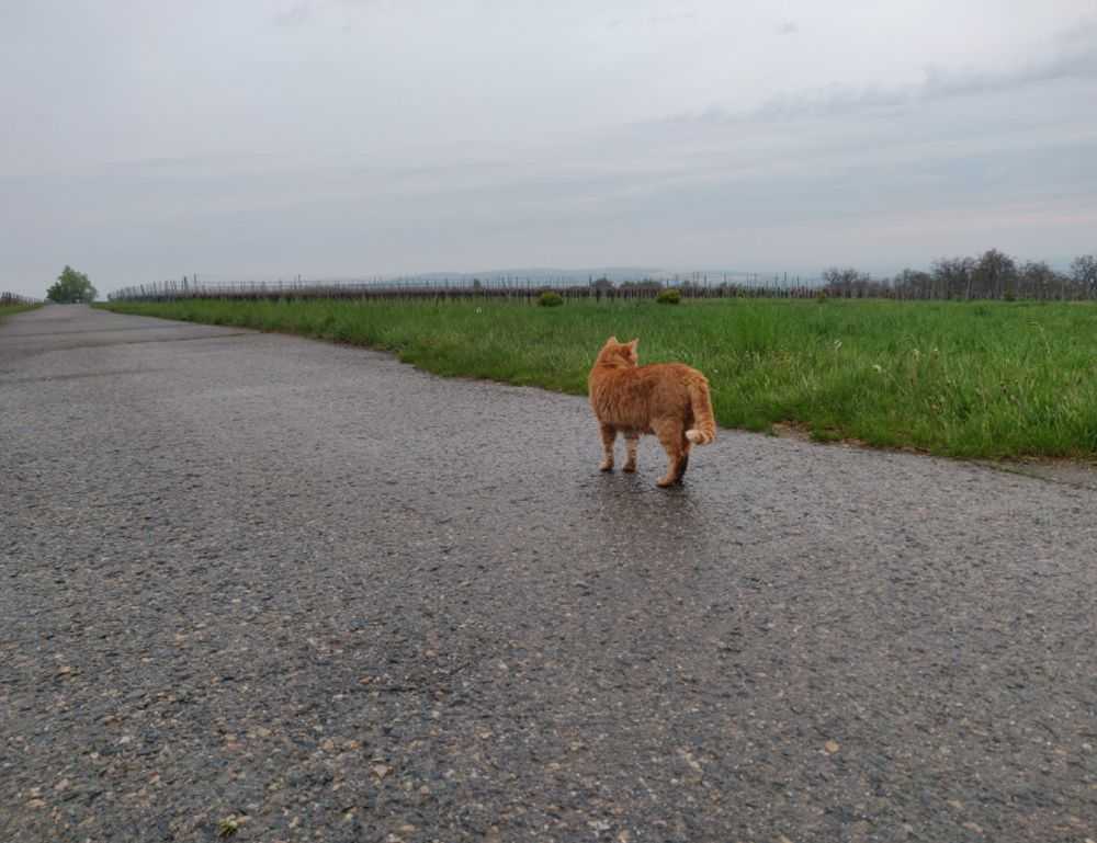 python software issue 0297xud8