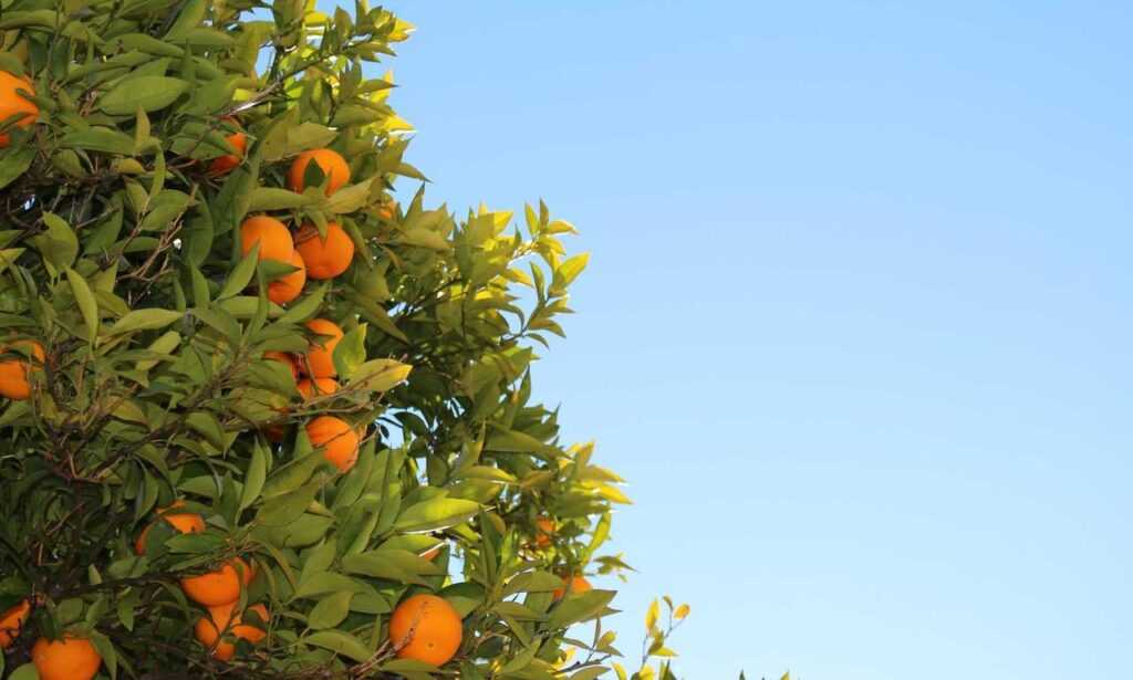 which area in beevitius is the best to stay